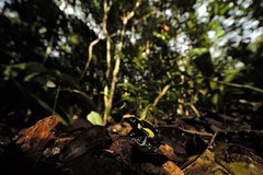 Dendrobates tinctorius