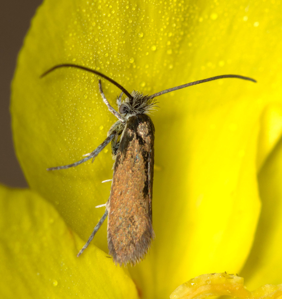 Cauchas spinulosa