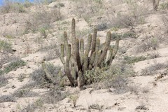 Weberbauerocereus weberbaueri