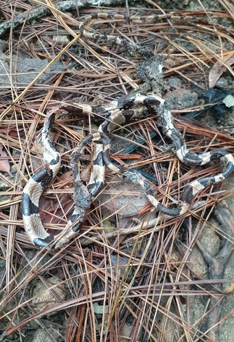 Blunthead Treesnake