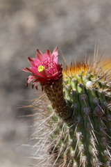 Weberbauerocereus weberbaueri