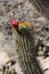 Weberbauerocereus weberbaueri