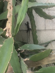 Sceloporus occidentalis