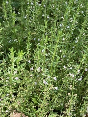 Scutellaria parvula