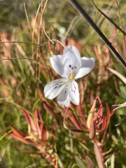 Gladiolus martleyi