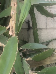 Sceloporus occidentalis