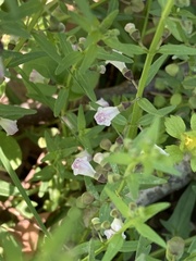Scutellaria parvula