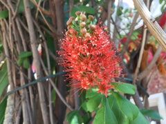 Combretum constrictum