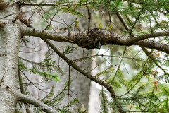 Cronartium comandrae