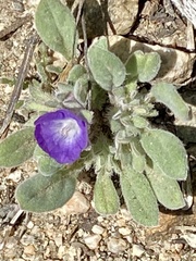 Phacelia curvipes