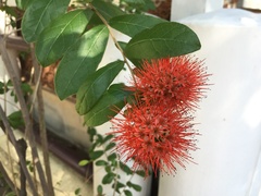 Combretum constrictum