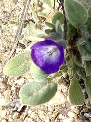 Phacelia curvipes