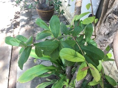 Combretum constrictum