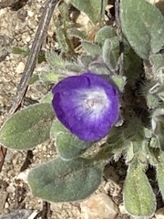 Phacelia curvipes