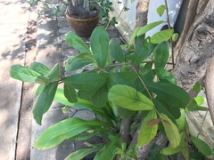 Combretum constrictum