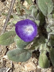 Phacelia curvipes