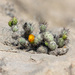 Cumulopuntia leucophaea - Photo (c) thibaudaronson,  זכויות יוצרים חלקיות (CC BY-SA), הועלה על ידי thibaudaronson