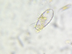 Euglypha
