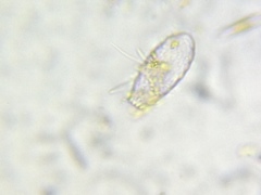 Euglypha