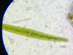 Closterium moniliferum