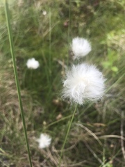 Eriophorum vaginatum