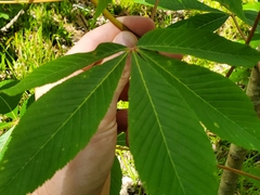 Aesculus × bushii
