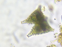 Staurastrum anatinum