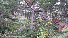 Cronartium comandrae