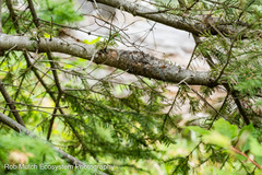 Cronartium comandrae