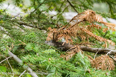 Cronartium comandrae