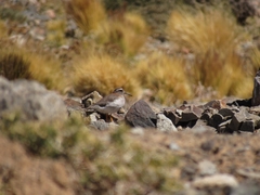 Phegornis mitchellii