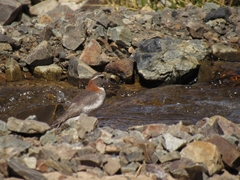 Phegornis mitchellii