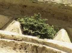 Asplenium ruta-muraria