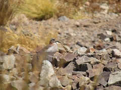 Phegornis mitchellii