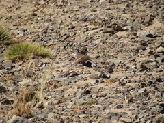 Phegornis mitchellii