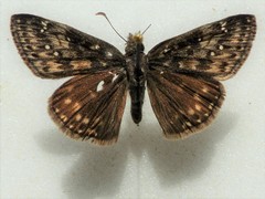 Erynnis afranius