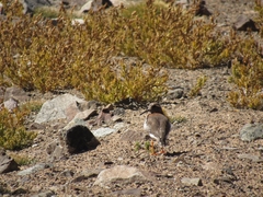 Phegornis mitchellii