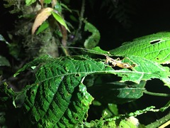 Acanthacara ridiculosa