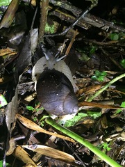 Plekocheilus jimenezi