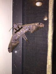 Adhemarius tigrina