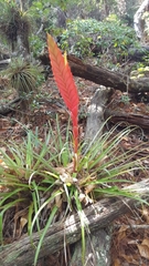 Tillandsia lampropoda