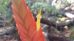 Tillandsia lampropoda