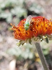 Agapostemon melliventris