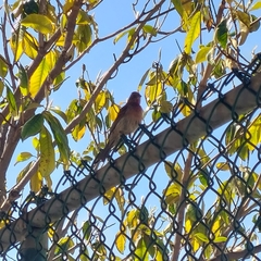 Haemorhous mexicanus