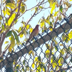 Haemorhous mexicanus