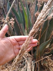 Muhlenbergia robusta