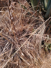 Muhlenbergia robusta