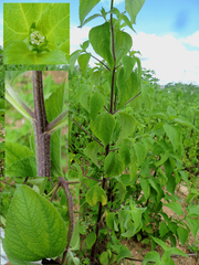 Blainvillea gayana