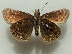 Erynnis afranius