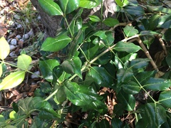 Azima sarmentosa